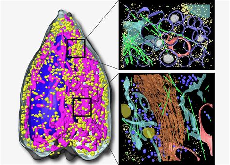 Unique X Ray Microscope Reveals Dazzling D Cell Images Berkeley Lab