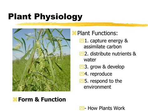 Ppt Plant Physiology Powerpoint Presentation Free Download Id 4183319