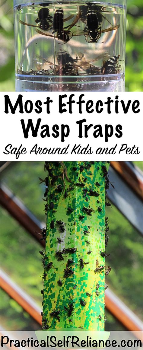 Best Wasp Traps — Practical Self Reliance