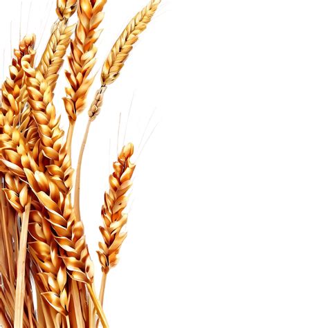 Download Golden Wheat Field Png Yce