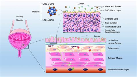 Schematic diagram of the bladder wall and bladder permeability barrier... | Download Scientific ...