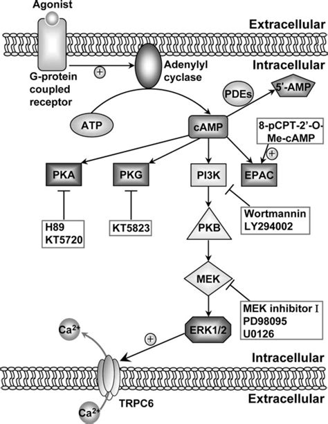 Camp Activates Trpc Channels Via The Phosphatidylinositol Kinase