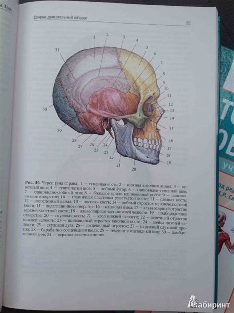 Книга: Анатомия человека. Учебник. В 2-х томах. Том 1 - Сапин ...