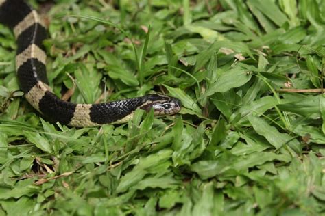 Premium Photo Banded Krait Snake Is Venomous And Its Bite May Be