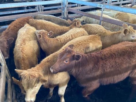 Pen 173A N 8 Charolais X Heifer 300 6kg Total 2405kg AuctionsPlus