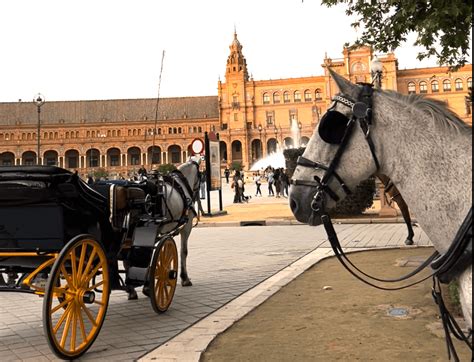 A Crueldade Dos Passeios De Carruagem Puxadas Por Cavalos A Cachopa