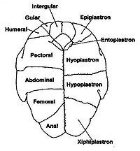 Turtle shell - Wikipedia