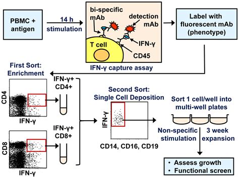 Overview Of T Cell Clone Generation The Procedure For Cell