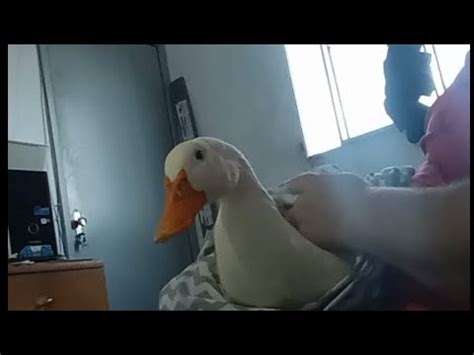 Minha Pata Assistindo Comigo Gente Ela Fica Calminha Duck Pato Youtube