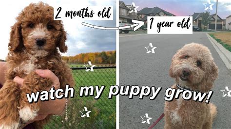 My Mini Goldendoodle Puppy Growing Up 8 Weeks To 1 Year Youtube