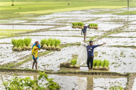 Largest Paddy Fields In Bangladesh Smithsonian Photo Contest