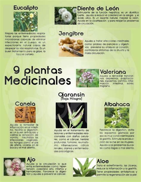 Usos M S Comunes De Las Plantas Medicinales M S Conocidas Medicina