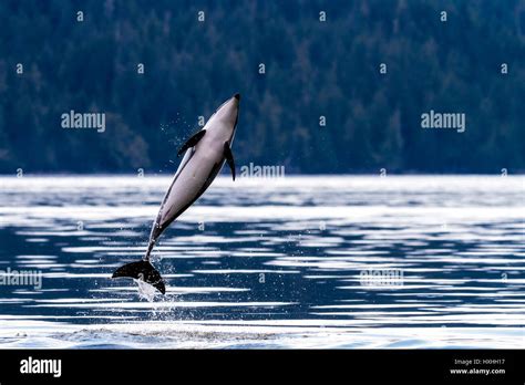 Pacific White Sided Dolphin, Lagenorhynchus obliquidens jumping in Broughton Archipelago ...