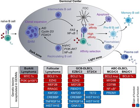 Dlbcl