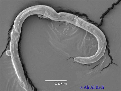 Ditylenchus Agustus Junglekeyfr Image