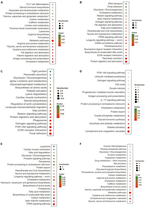 The Top 20 KEGG Enrichment Pathways Of The Three Stages A C E HEGs