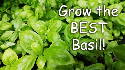 How To Grow The Best Basil Youtube