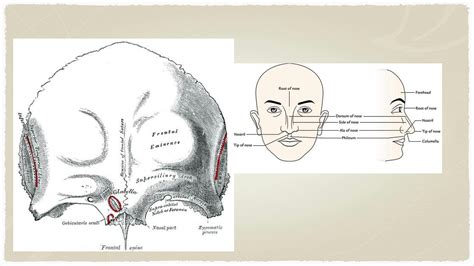 SOLUTION: Face anatomy muscles - Studypool