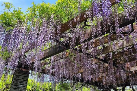 Wisteria Trellis How To Train Wisteria Plantura