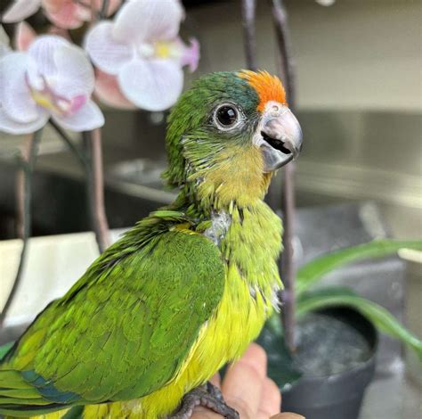 Baby Peach Front Conure Available At Parrot Stars