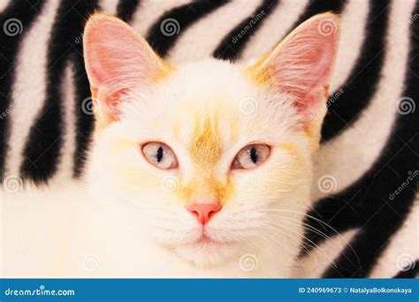 Lindo Y Hermoso Gato Blanco Con Ojos Azules Pieles Blancas Onduladas