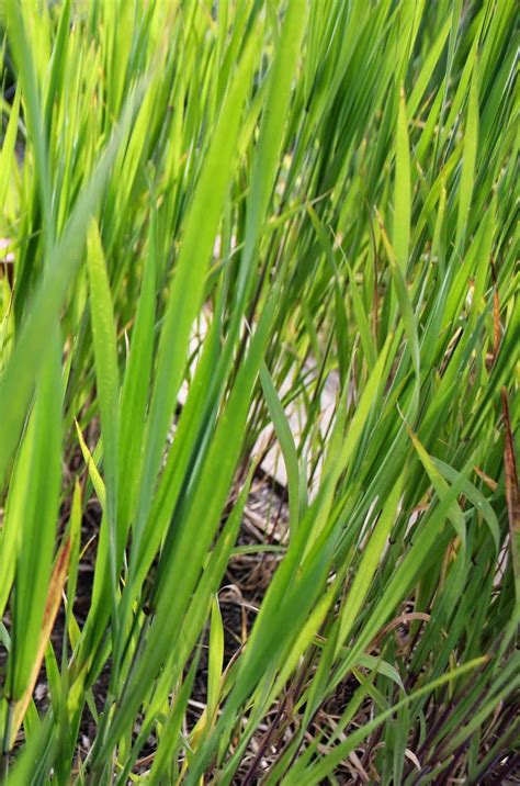 Los Angeles Bread Bakers: Wheat Growth Stages