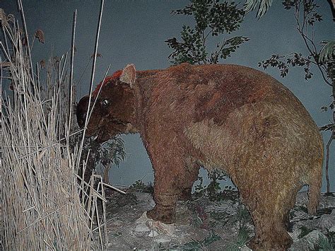 10 Facts About Diprotodon, the Giant Wombat