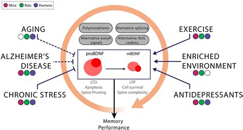 Frontiers Brain Derived Neurotrophic Factor A Key Molecule For