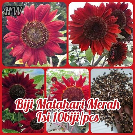 Jual Biji Bunga Matahari Merah Isi Pcs Flower Seeds Benih Tanaman