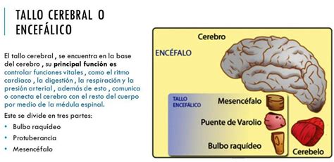 Tallo Cerebral Qué es funciones partes lesiones síndromes y más