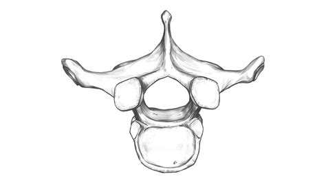 T Iv Thoracic Vertebra Superior View Speed Drawing Youtube