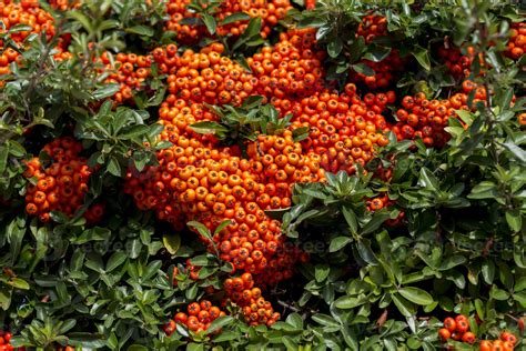 Firethorn Pyracantha Coccinea With Its Orange Glow Berries In The