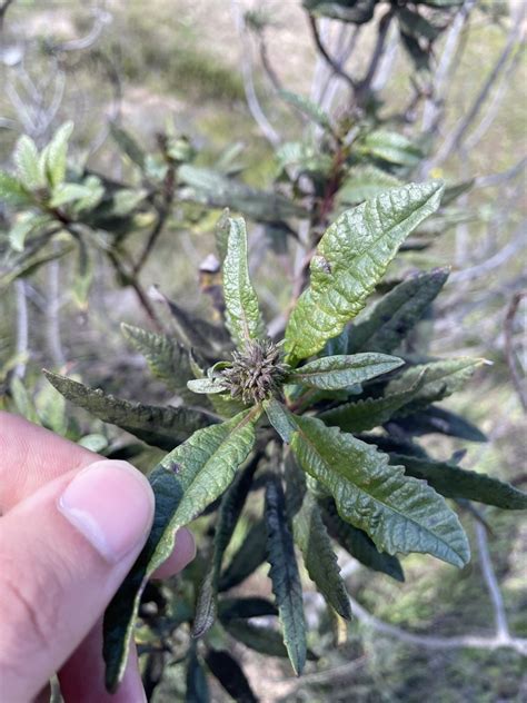 California Yerba Santa From Fort Ord National Monument Marina CA US