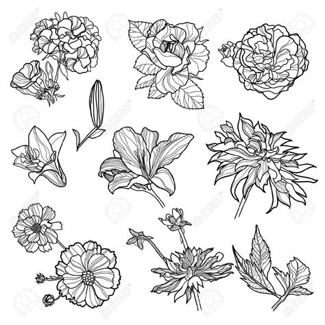 Drawing Of Different Types Of Flowers At Explore Collection Of Drawing Of