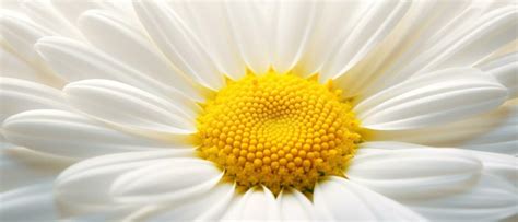 Daisy Shape Stock Photos, Images and Backgrounds for Free Download