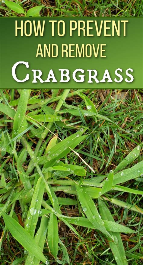 Crabgrass Killer And Prevention In 2024 Crab Grass Best Grass Seed