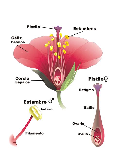 La Reproducción Sexual Las Plantas