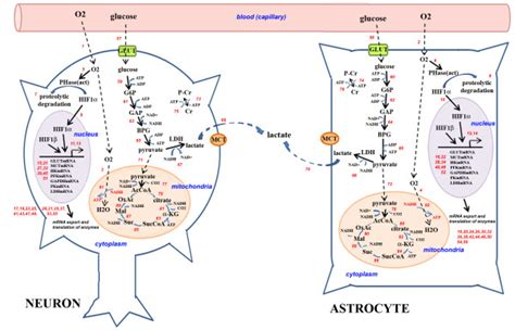 The Classical View Of Energy Metabolism Within Neurons And Astrocytes