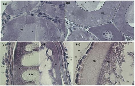 Five Microscopic Stages Of Female Gonadal Maturity In A Qanati Fcl Download Scientific