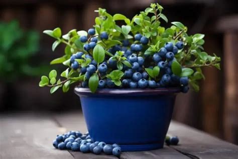 How To Grow Blueberries In Pots Like An Expert