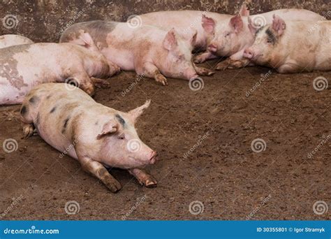 Pig farm stock image. Image of pigpen, industry, ready - 30355801