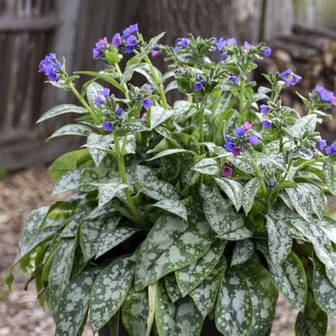 Pulmonaria Spot On Garden Crossings Shade Loving Perennials