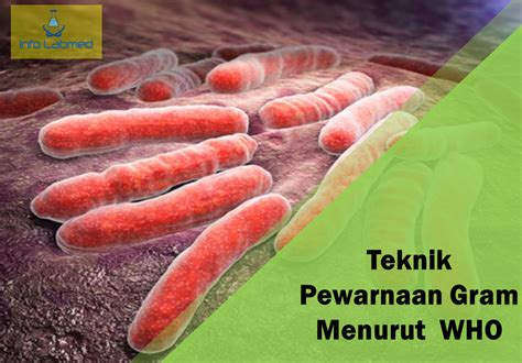 Pewarnaan Ziehl Neelsen Untuk Pendeteksian Basil Tahan Asam Menurut