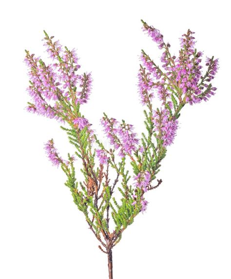 Blossoming Heather Branch Isolated On White Stock Photo Image Of