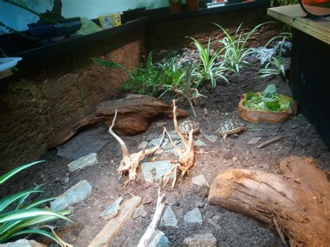 My Tortoise Table Rtortoise