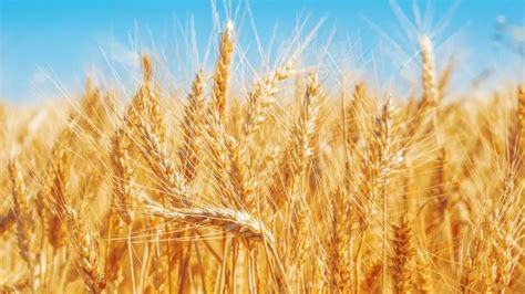 High Temperature Unlikely To Damage Wheat Crops Food Secretary