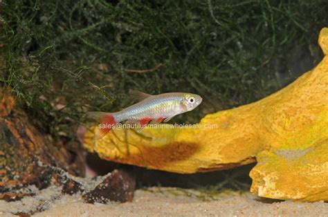 Nautilus Wholesale. TETRA: BLOODFIN SCIENTIFIC NAME: APHYOCHARAX ...