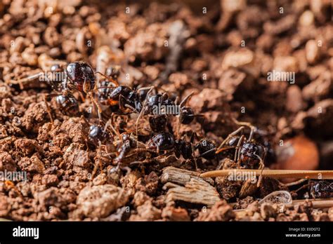 Hormiga Trabajadora Fotografías E Imágenes De Alta Resolución Alamy