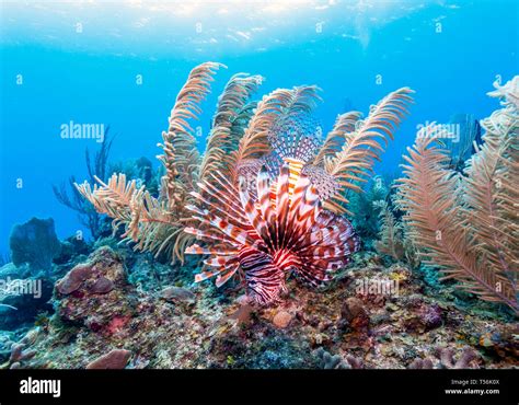 Coral Garden In Caribbean Stock Photo Alamy