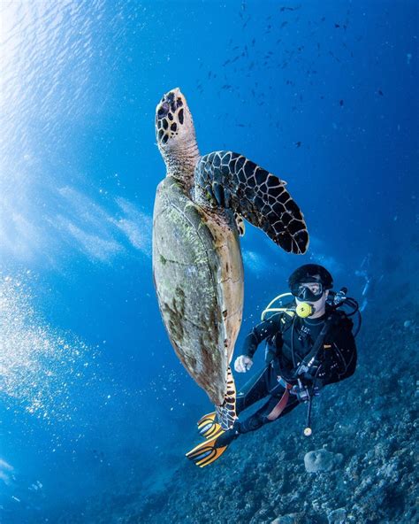 Tempat Snorkeling Di Bali Paling Populer Terbaru 2023